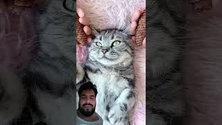 #cat #pets #satisfying #funny #creativeblender #beagle #restock #skincare #shoes #backflip #catbowl