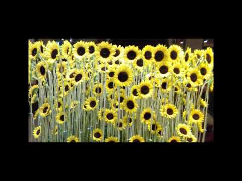 夏の花は向日葵だけじゃない（カバー by ずーみん大好き娘）