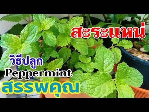 วีดีโอ: ใช้สำหรับต้นมิ้นต์สีส้ม - การดูแลสะระแหน่สีส้มในสวน