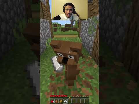 الدب ذا شادها