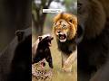 World’s Most Fearless Animal? 😳 | Honey Badger Secrets 🐾