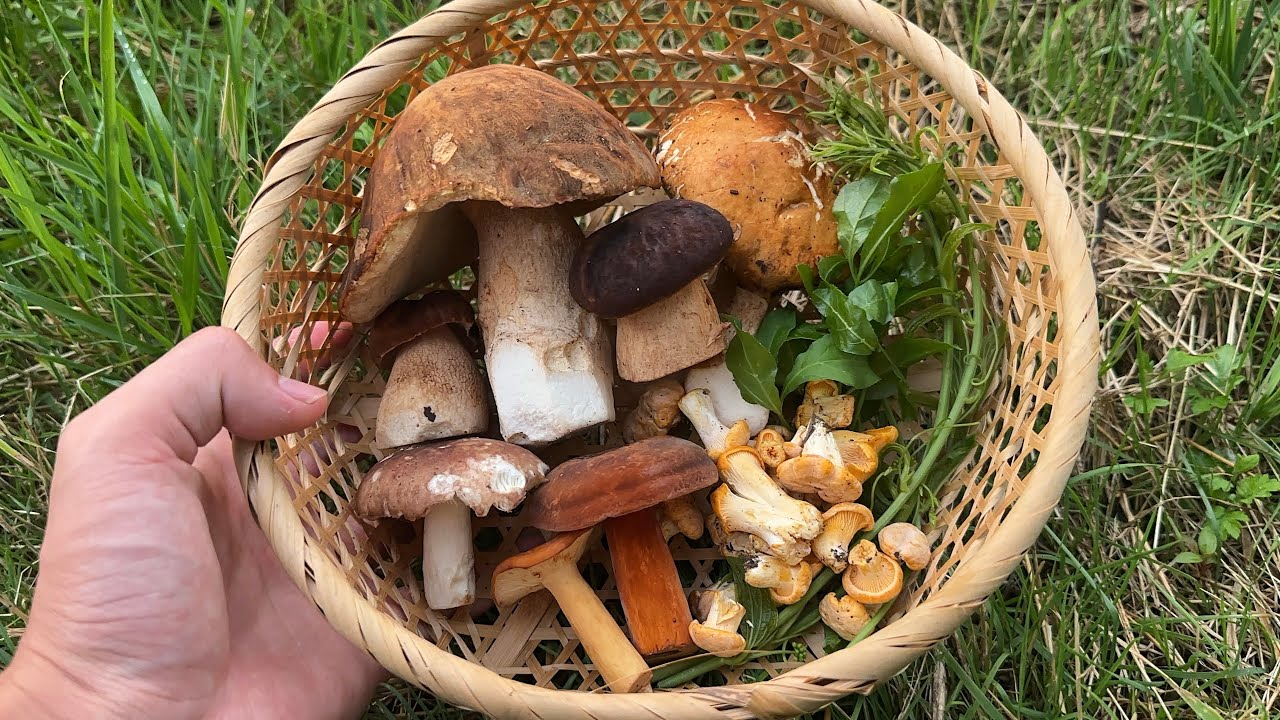 きのこ【入手困難！】MINT CARBONARA　悪夢のモーニングセット Pasta made with freshly picked mushrooms and wild vegetables