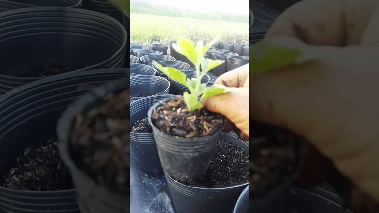 CÁCh trồng cúc mâm xôi ngày 14_6_2026 #Bác Nông Dân 🥰🥰