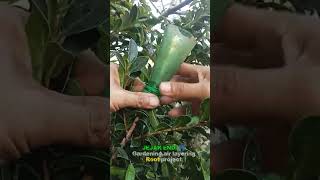 Air layering technique in progress. Very easy and simple method for plant propagation!”🌱