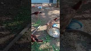 Köy Tavukları Nasıl Besleniyor? 🐔 Doğal Köy Hayatı | Aile Çiftlik TV
