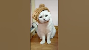 Chú mèo với những biểu cảm quá là hài hước 🤣 #pets #cat #cute #shorts