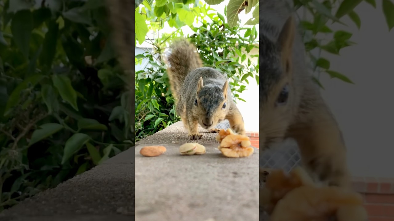 Squirrel Chooses Food pistachio or bust 