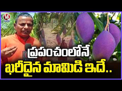 World's Most Expensive Miyazaki Mango Grown in Telangana | V6 News - V6NEWSTELUGU