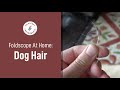 Foldscope at Home: Dog Hair