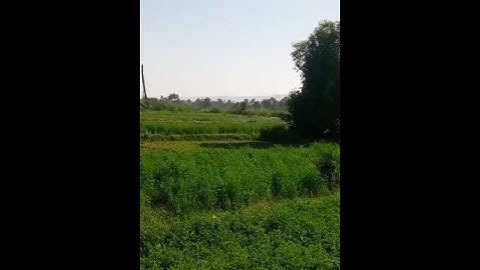 قراءة هادئة سورة التين ( والتين والزيتون وطور سينين...........).