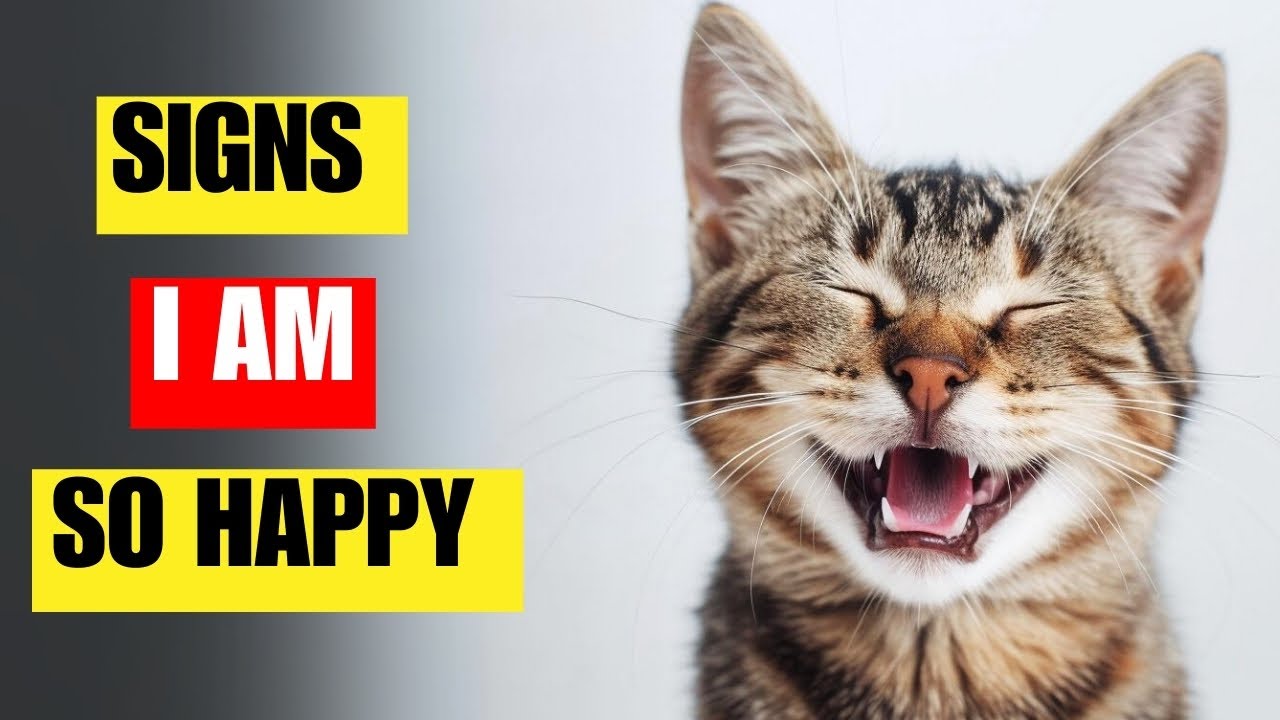 16 sings your cat is very happy and healthy