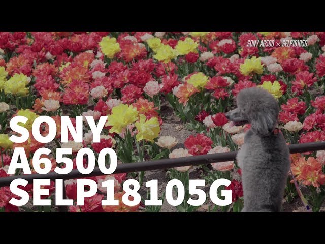 4K]Sample SONY A6500 + SELP18105G - YouTube