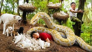 Celebrity 72 Hours Facing Death: Giant Python Strikes Girl Beside a Huge White Pigeon Nest in the Forest! Net Worth