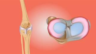 Knee Anatomy video