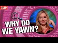 Why Do We Yawn? | QI