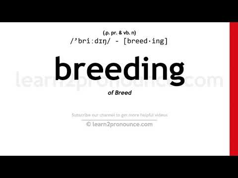 Pronunciation of Breeding | Definition of Breeding