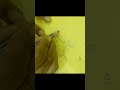 "kolam Designs Tutorial | Easy Step-by-Step Guide for Beginners"