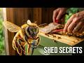 Breaking Buzz: Beatrix Buzzwing Investigative Report #003: “The Shed of Secrets”