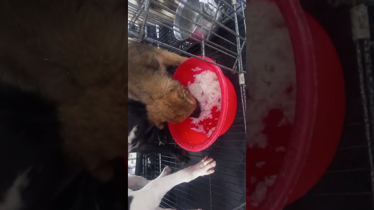 T6.6.3.2026.... những bé cún mèo ở mũi tàu trường chinh p15 Q TB mong yêu thương 