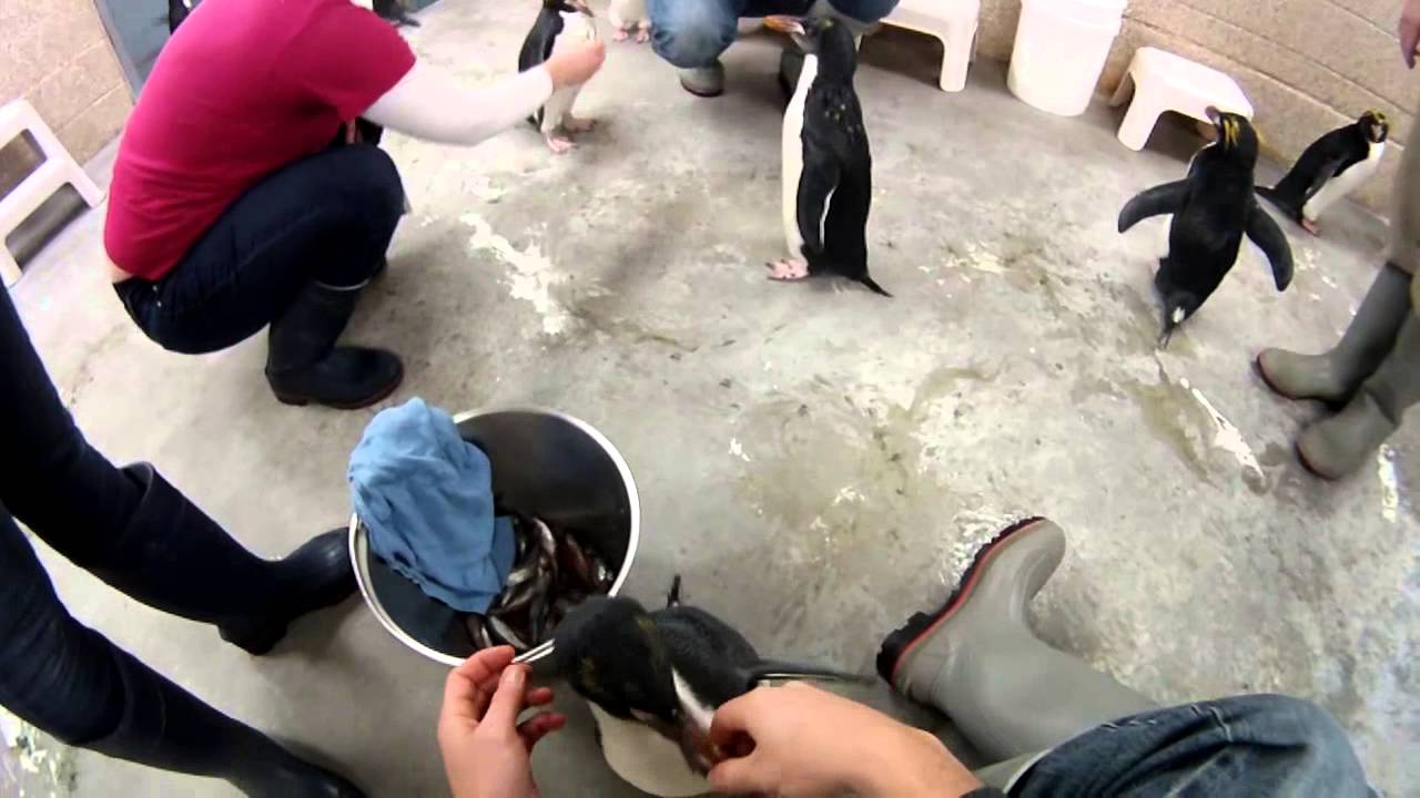 [Highlight Reel] Feeding Penguins The Detroit Zoo Penguin