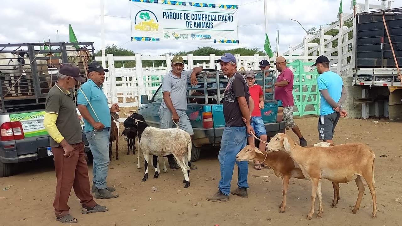 FEIRA DE ANIMAIS EM BOA VISTA-PB 27-12-2025 