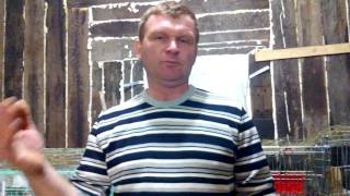 Доставка кроликов по России . Доставка кроликов по России .