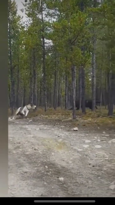 Huge Wolf Sneaks up and Attacks Dog!