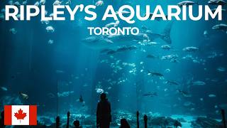 Explore 16,000 animals with mather brown travel in the heart of
downtown toronto! ripley's aquarium is not to be missed! brings you
face ...