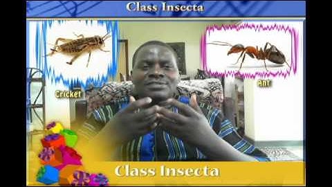 Class  INSECTA