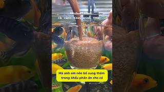 Siêu thực phẩm cho cá cảnh-Artemia sinh khối thanh trùng Yee !