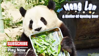 How Smart Giant Panda Meng Lan Is | iPanda