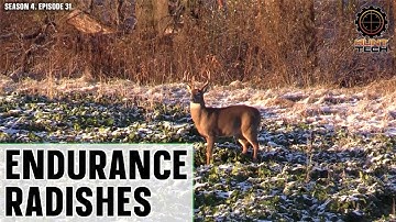 These Radishes are More Browse- and Cold-Tolerant for Deer Food Plots
