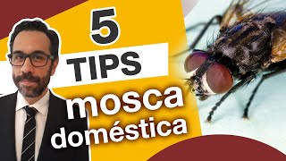 5 TIPS PARA EL MANEJO DE MOSCAS