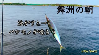 〜舞洲の朝 2021 〜　釣ったサバにバケモノが喰いつく朝