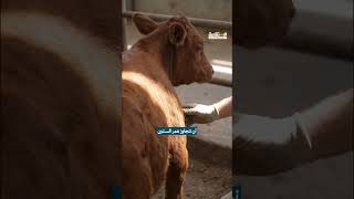 بقرة واحدة تُشعل الصراع من جديد.. !