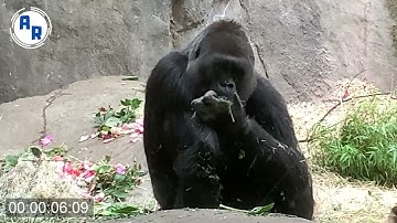 Gorillas Eating, Picking Up Food ~ Animation Reference