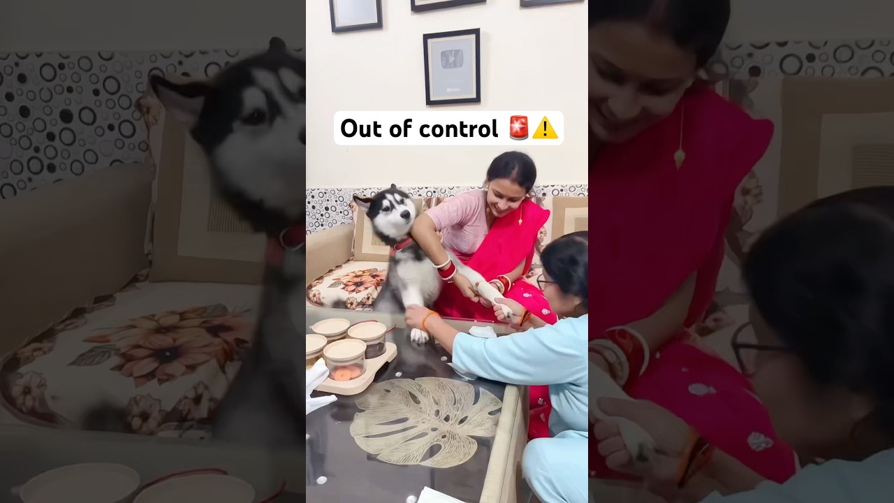 My Dog is out of control 🚨‼️ 