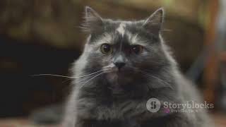Feline Finesse  Unraveling Cat Behaviors by Cats OVERLOAD 112 views 1 month ago 2 minutes, 58 seconds