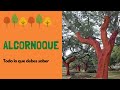 Alcornoque: todo sobre este increíble árbol