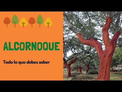 Video: Alcornoque (28 Fotos): ¿por Qué Recolectar Corteza? ¿Muere El árbol Después De Quitarle La Corteza? ¿Dónde Crece En Rusia Y Cómo Se Usa?