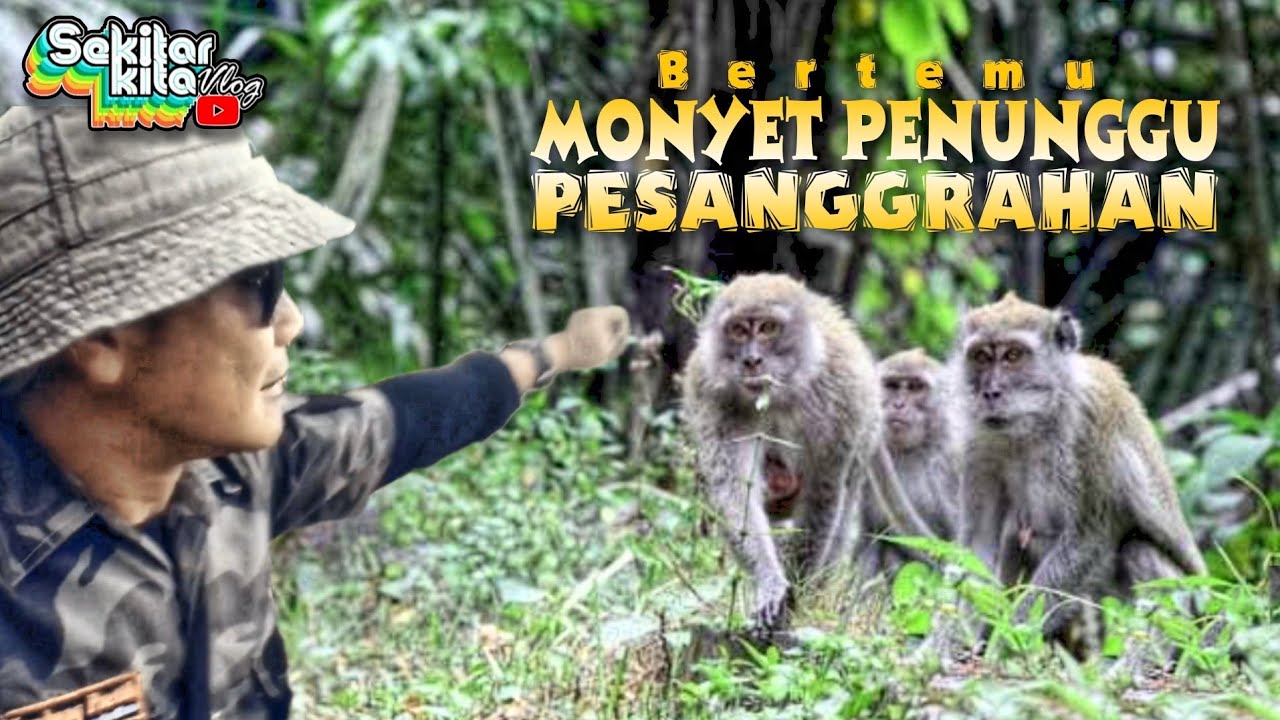 Kawanan Kera Penghuni Pesanggrahan 