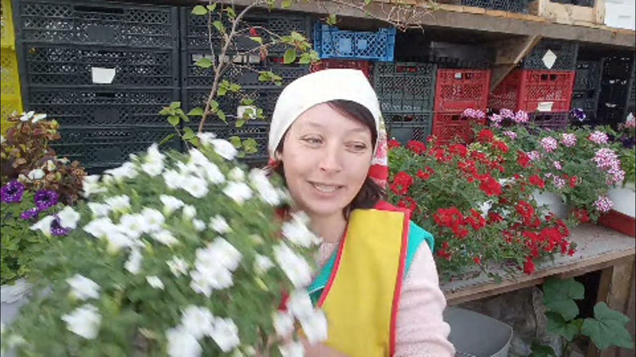 будни барышни. будни барышни крестьянки. будни барышни крестьянки сорта астры. будни барышни. барышня крестьянка садчикова.