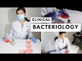 how to: Clinical Bacteriology Techniques (smear prep, streaking techniques) | HARRI RHODES