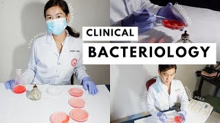 how to: Clinical Bacteriology Techniques (smear prep, streaking techniques) | HARRI RHODES