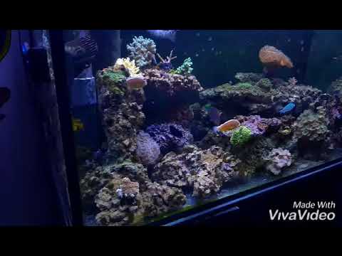 il mio acquario marino (video d'introduzione) - YouTube