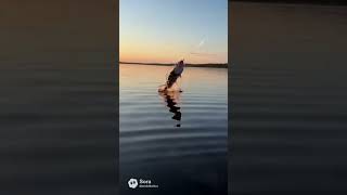 #fun #fishing #bassfishing #bass #cool #fish #ai #cbum