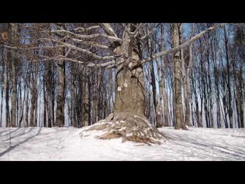 Videó: A Legtökéletesebb Egynapos Gyalogtúra Montrealban Télen