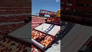 Why Do They Spread Thousands of Tomatoes Under the Sun! 🍅 😳 #shortsvideo