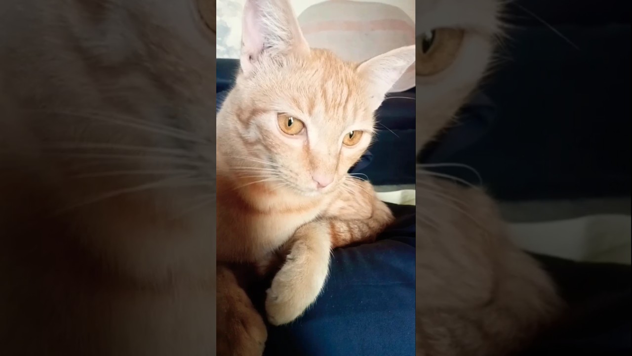 आया तुम लोगों के समझ में 🤣