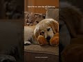 leave this on. your dog will thank you 🐾 #shorts #dogmusic #calmdog #pawdio